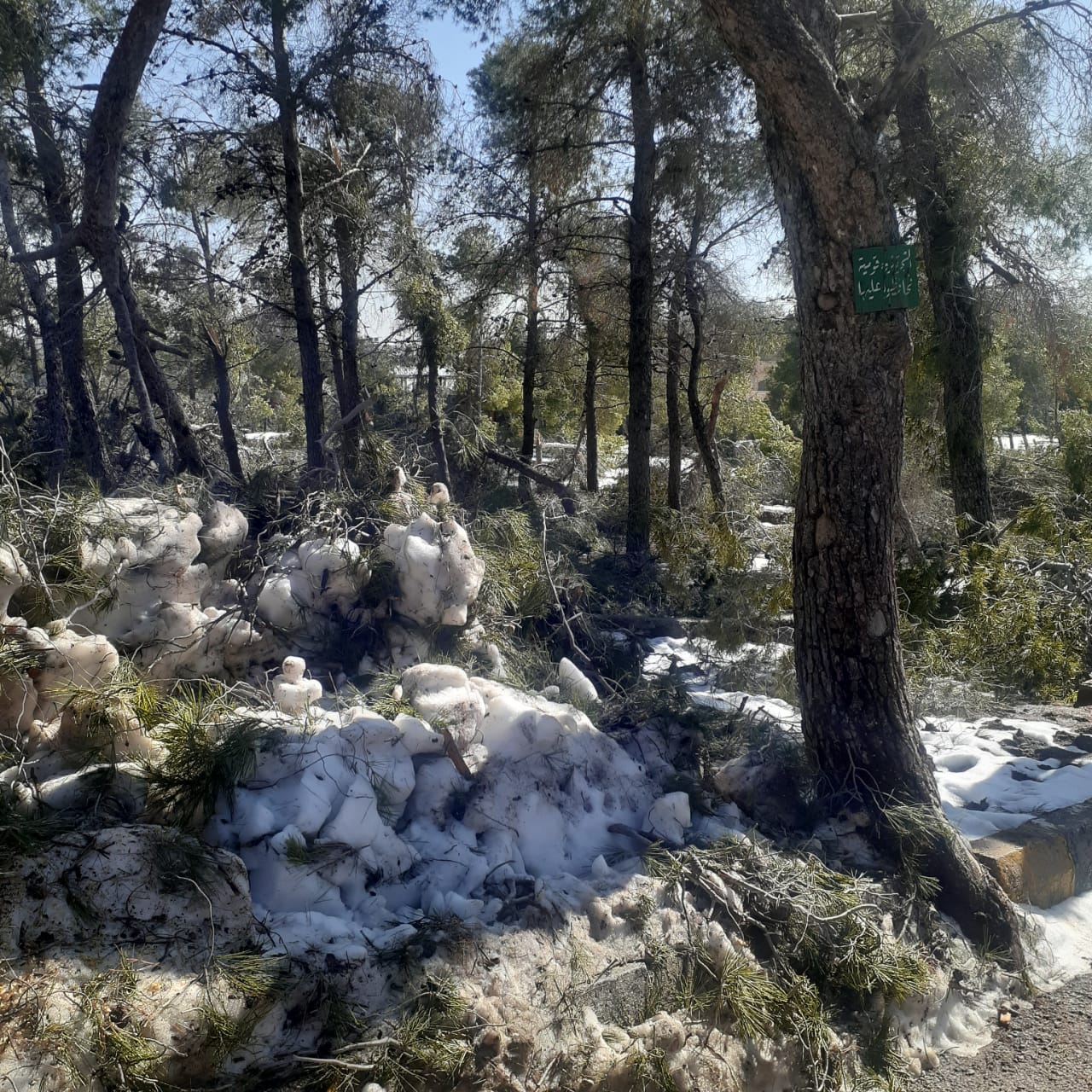 الحنيفات: الأشجار المثمرة مسؤولية “الزراعة” والحرجية