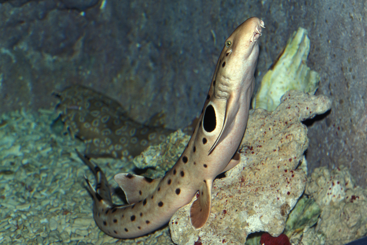 اكتشاف 9 أنواع من سمك القرش