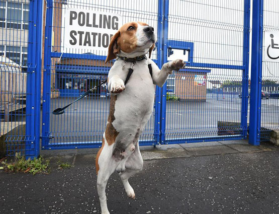 انتخاب كلب رئيسا لبلدية