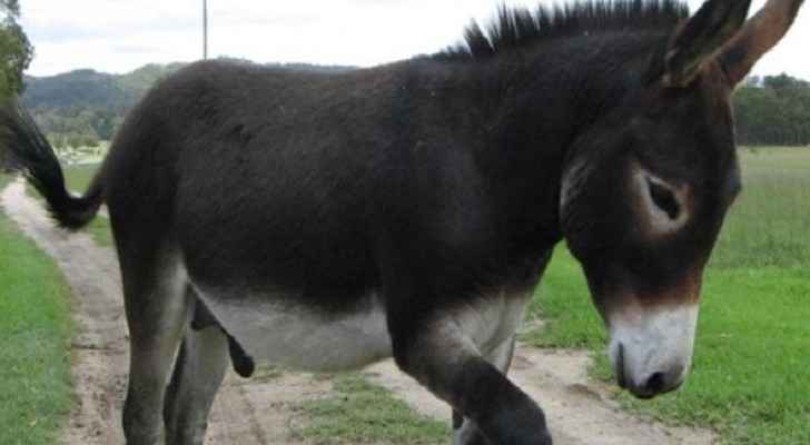 جنوب افريقيا: إجبار رجل على الزواج