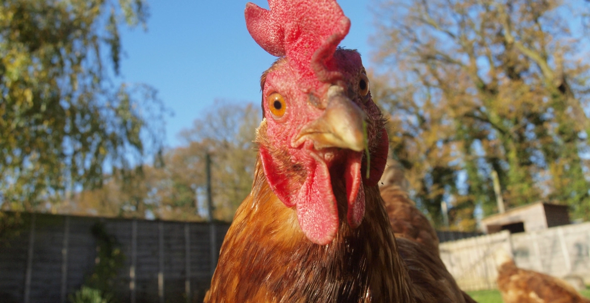 “دجاجة في البنتاغون”.. قبض عليها بعد