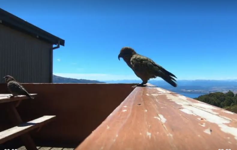 فيديو لببغاء “مهووس بالسرقة” يسلب كاميرا