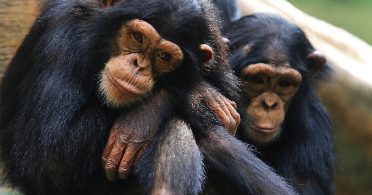 قرود “شمبانزي” تداوي جراح بعضها بطريقة