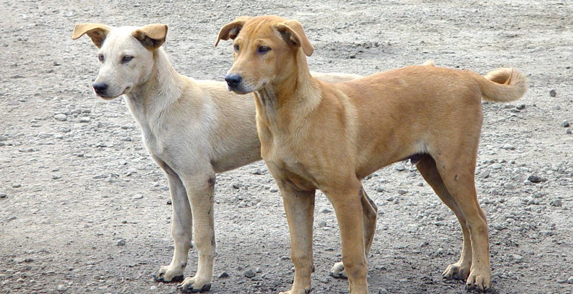 كلاب مسعورة تنهش أجساد طفلة وشقيقها