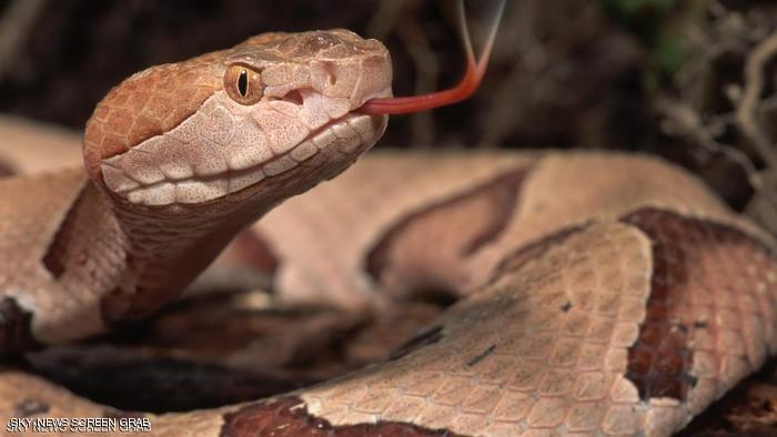 تحذير من اللدغات واللسعات في الأجواء