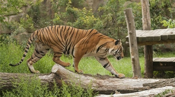 200 رجل يقتلون نمرا رشقا بالحجارة