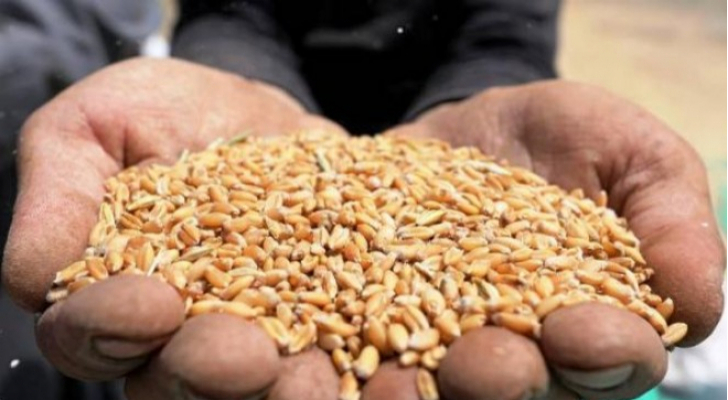 “الصناعة والتجارة”: مخزون القمح والشعير آمن