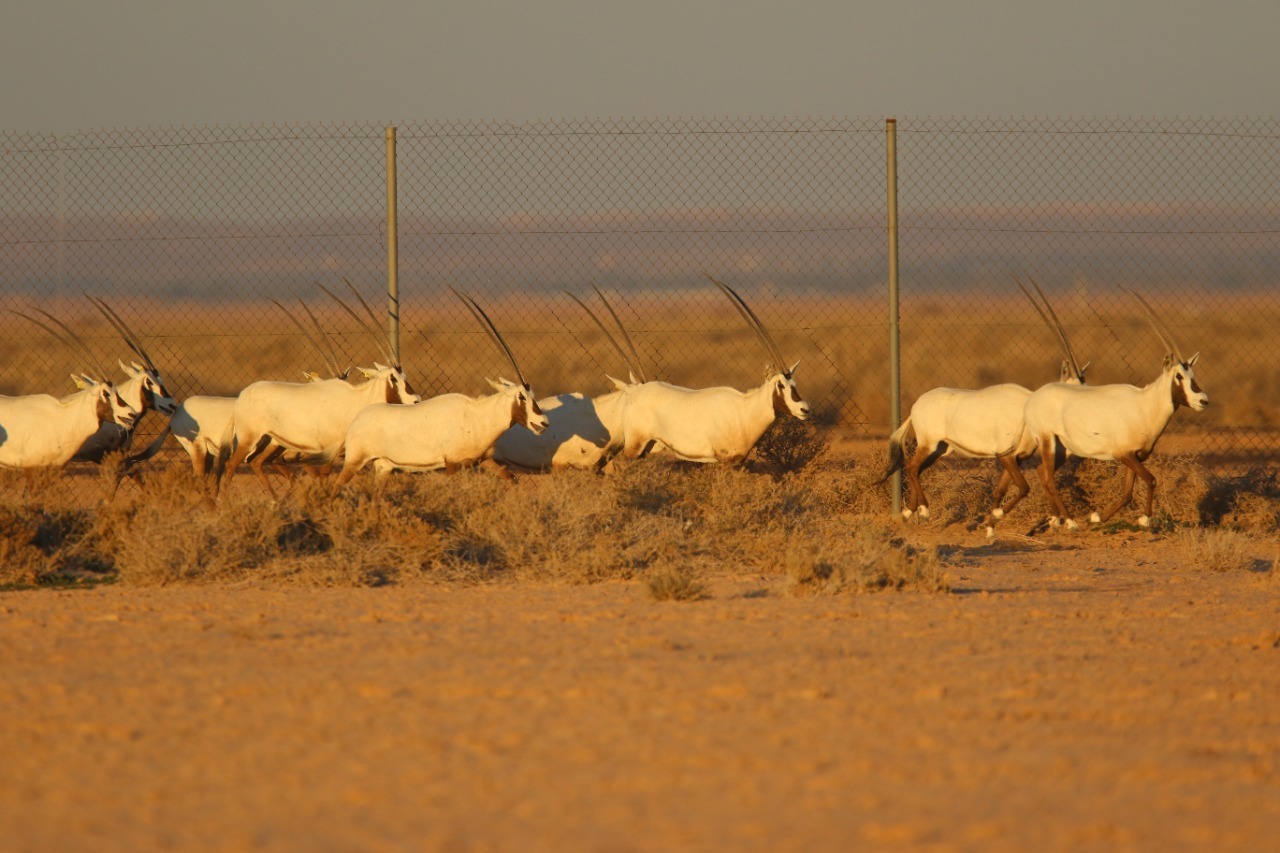 وصول 60 رأسا من المها قادمة