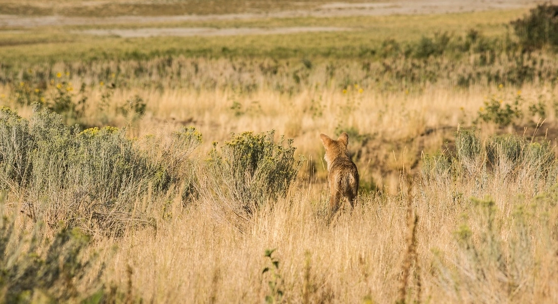 هل هذا الحيوان كلب أم ذئب؟