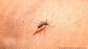 مترجم: ماذا يحدث لو اختفى البعوض