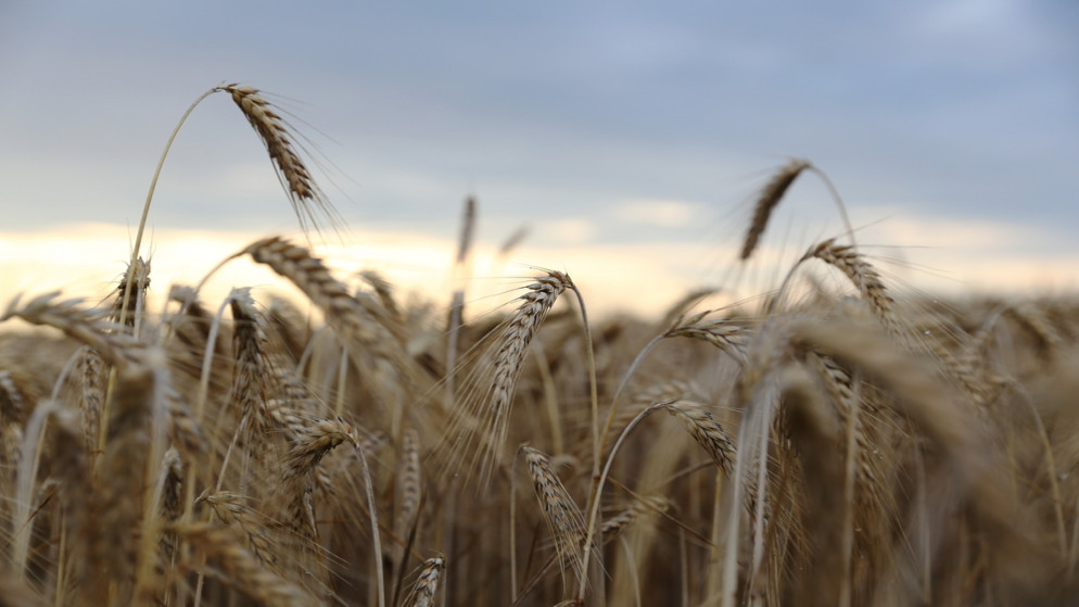 وزارة الصناعة: مخزون القمح يكفي لـ