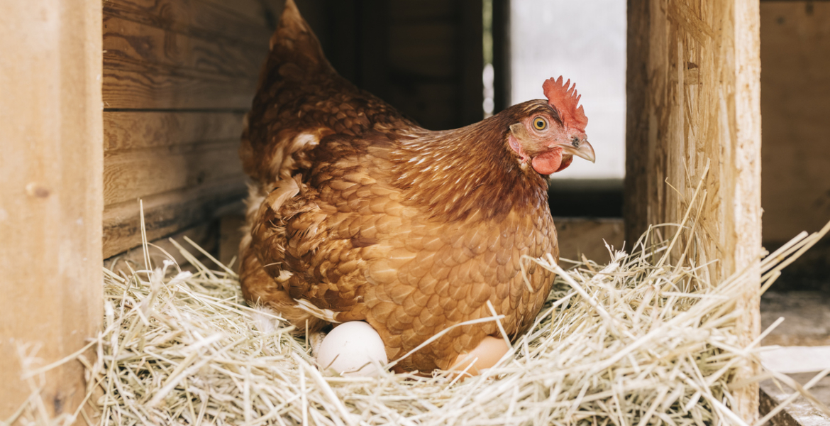 8 خرافات غير صحيحة عن الدجاج