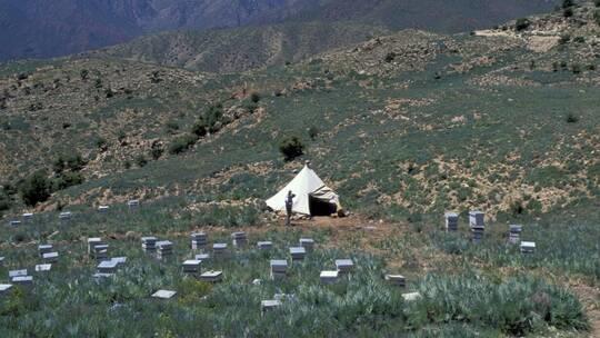 كشف آخر تطورات ظاهرة اختفاء النحل