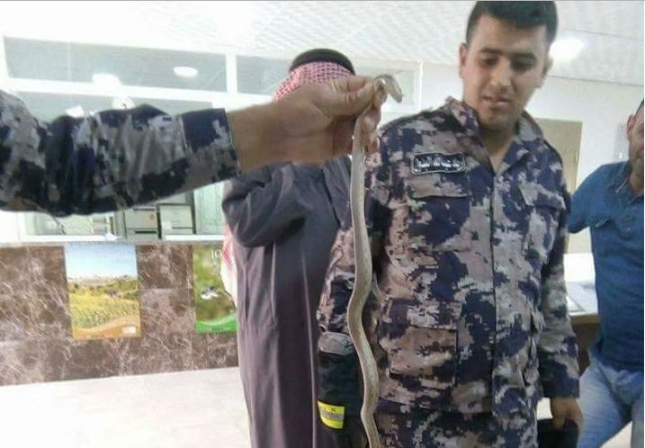 افعى ’سامه‘ داخل مكاتب دائرة الاراضي