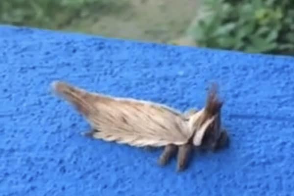 بالفيديو: العثور على مخلوق غريب في