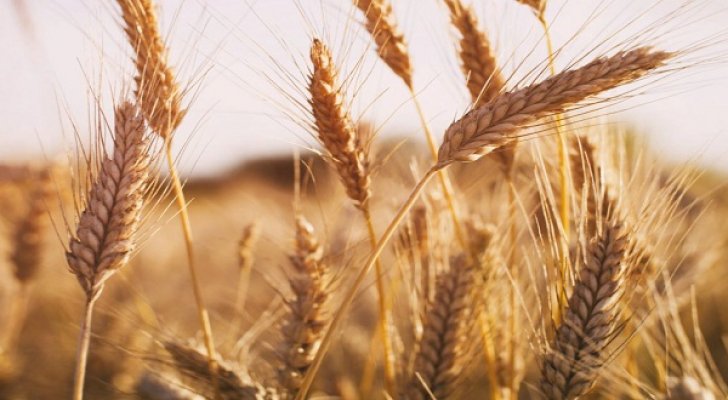 أسعار القمح تسجل ارتفاعات قياسية