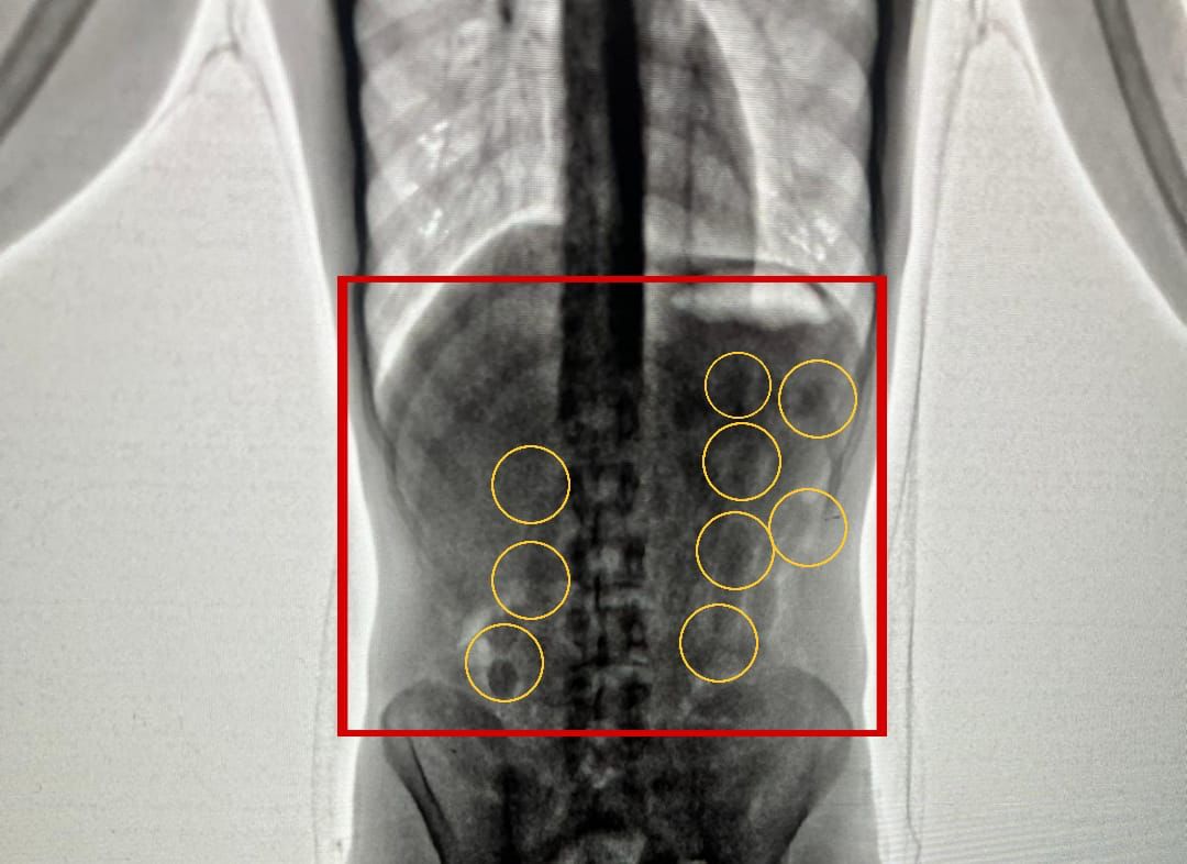 في مطار الملكة علياء.. داخل أحشاء