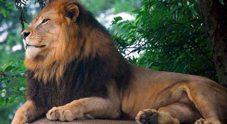 المسوحات تنفي وجود اسد هارب في