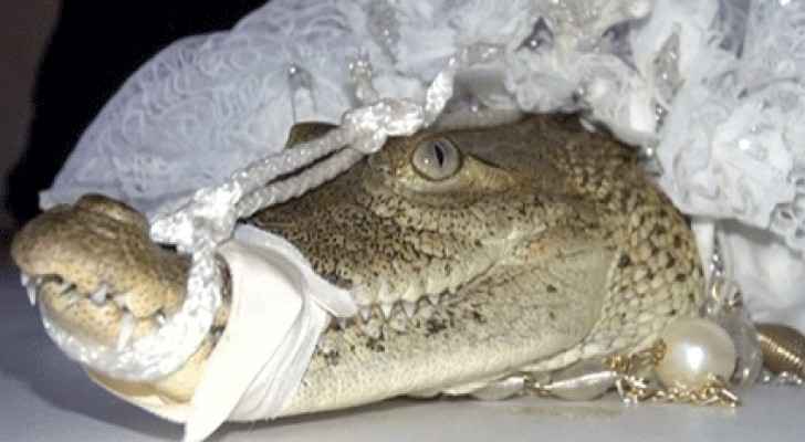 عمدة مكسيكي يعقد قرانه على تمساح