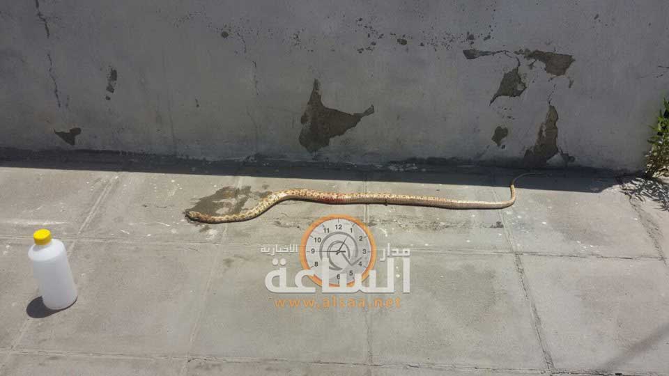 ثعبان يقتحم معرض سيارات بعمان ..