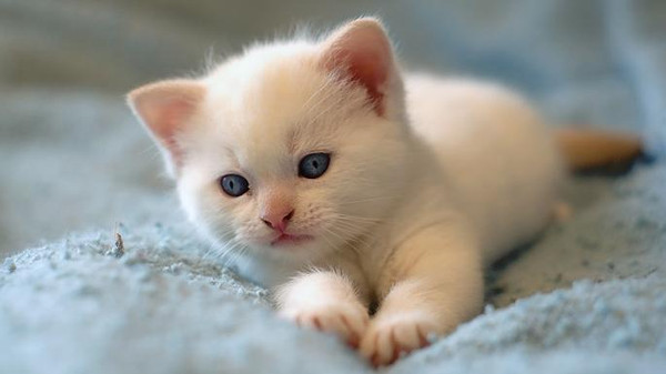 يوم لمعالجة الحيوانات الأليفة في الأردن