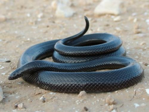 ’حنش‘ يهاجم عائلة في المفرق