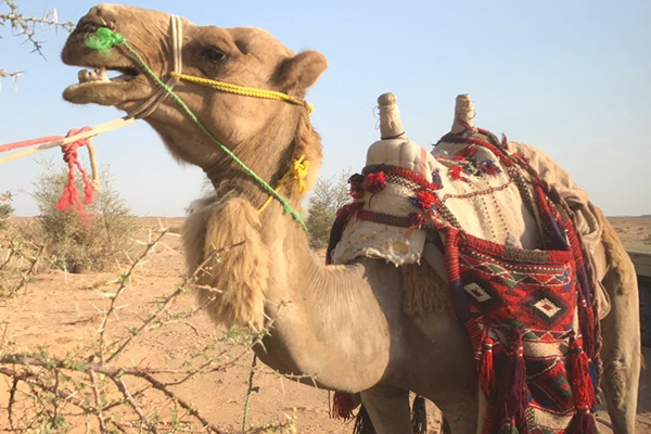 سوداني يهرب مخدرات على ’جمل‘ من