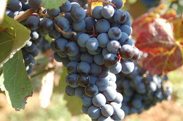 الزراعة: موجة الحر سرعت نضوج بعض