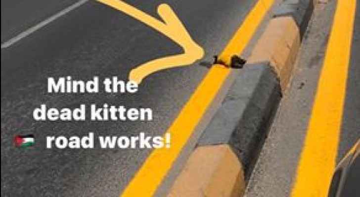 أمانة عمّان تصبغ قطا ميت باللون