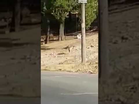 بالفيديو.. ’ضبع‘ يتجول في مرج الحمام