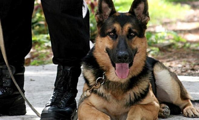 الكلاب البوليسية استدلت على قاتل الطفل
