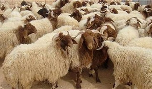 «الزراعة» تؤكد عدم السماح باستيراد سلالات