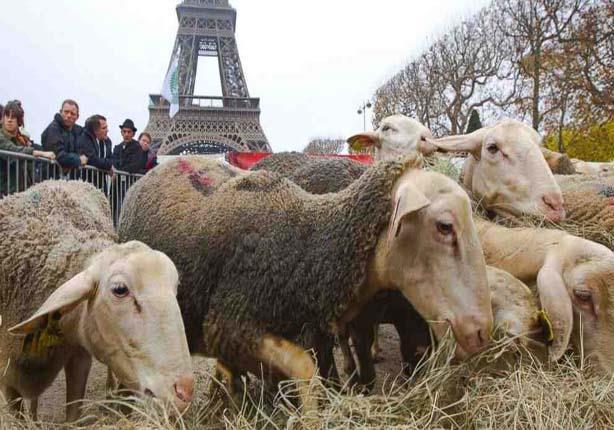 ذئاب تهدد باريس بالهجوم عليها