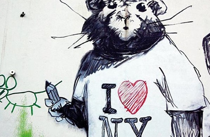 الجرذان تغزو نيويورك وخطة بـ32 مليون