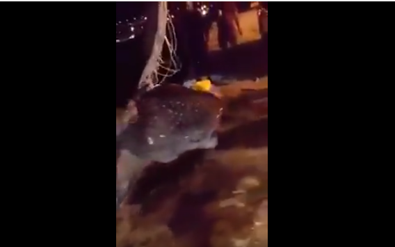 اصطياد حوت كبير بالعقبة.. (فيديو)