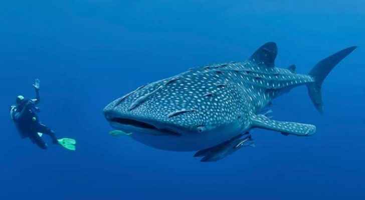 الملكية لحماية البيئة البحرية تستنكر الحادثة