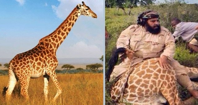 شاهد.. سعودي يأكل زرافة .. ويرد