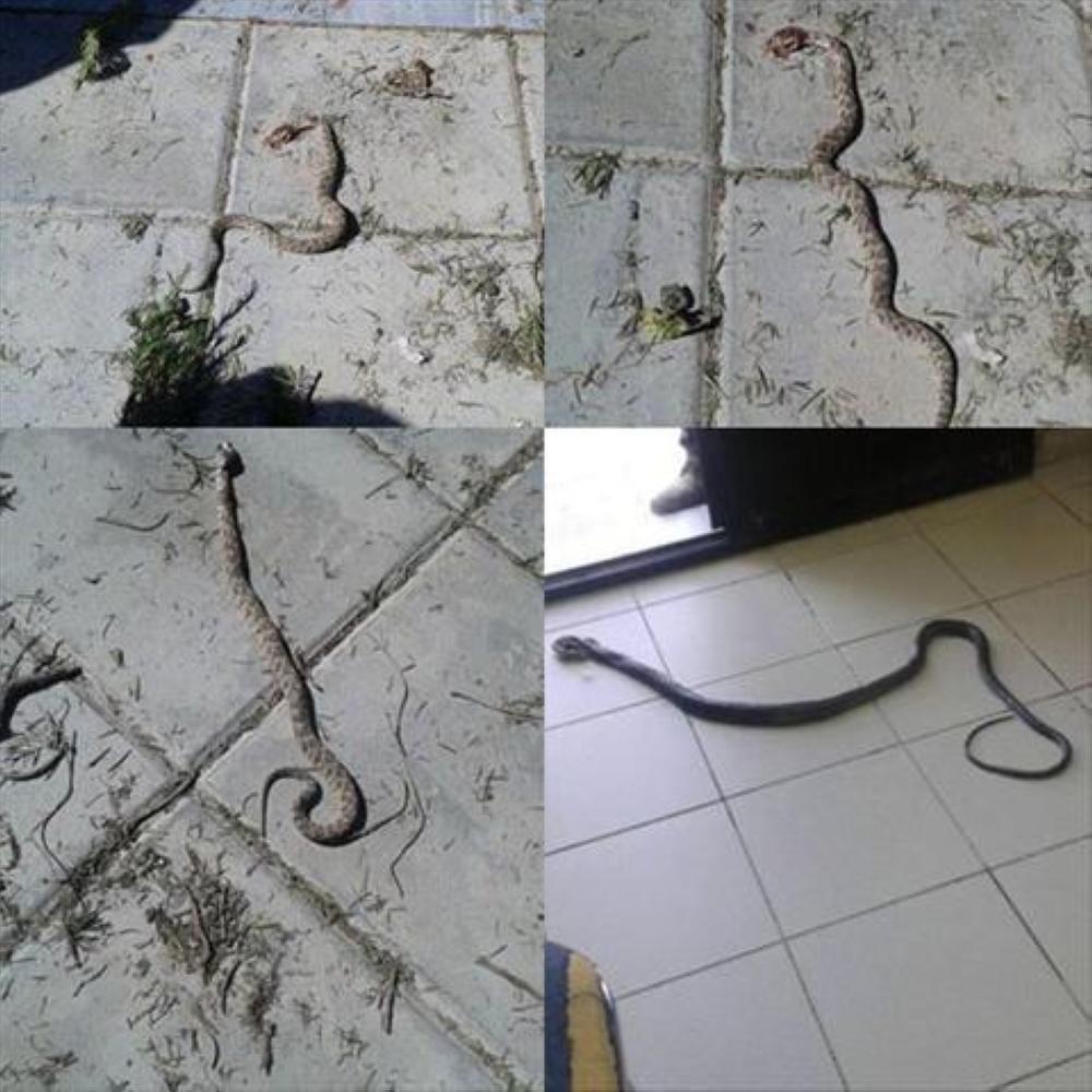 ثلاث «افاع وحنش» تقتحم مركز صحي