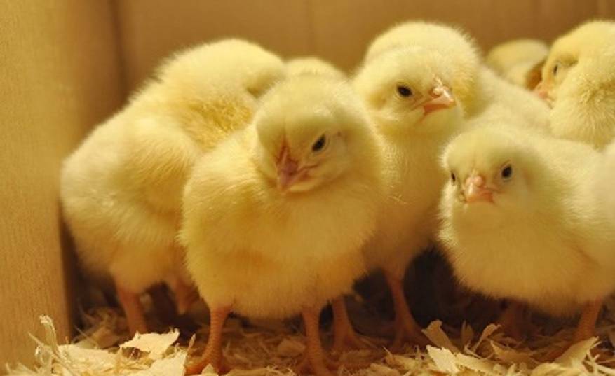 بالفيديو.. لحظة فقس «كتاكيت» من البيض