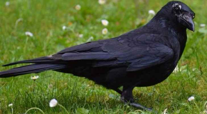 بالفيديو.. الغربان تخطط للمستقبل كالبشر