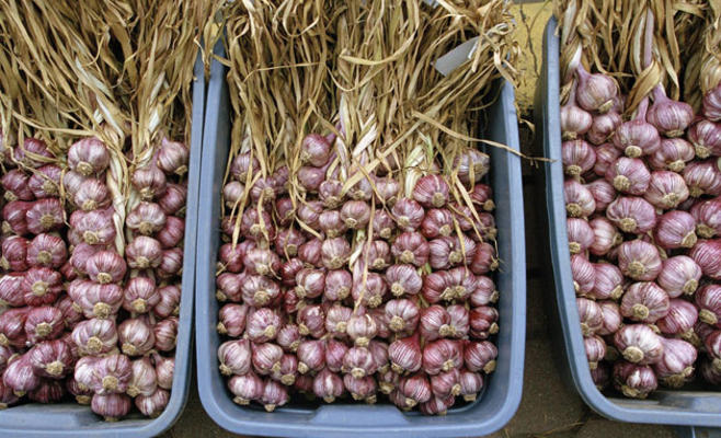 بعد تداول ثوم «منتهي الصلاحية» في