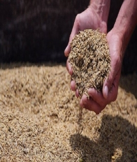 الشعير يطهر الجسم من الكوليسترول