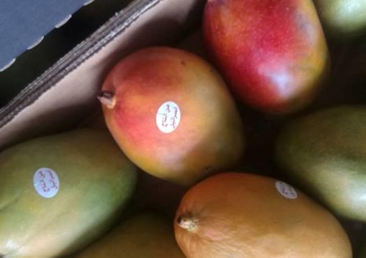 تحذيرات من مانجا «إسرائيلية» في الاسواق