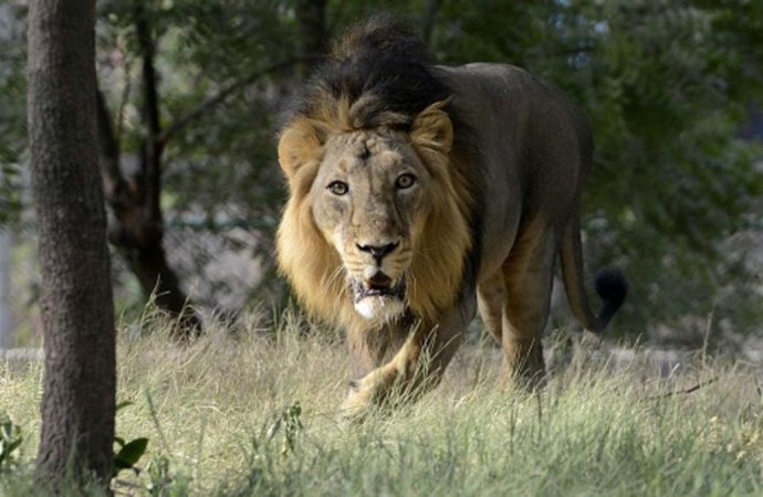 اسد جرش من جديد بعد سماع