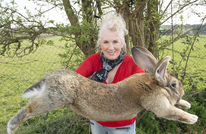 مقاضاة شركة طيران عالمية بسبب أرنب؟