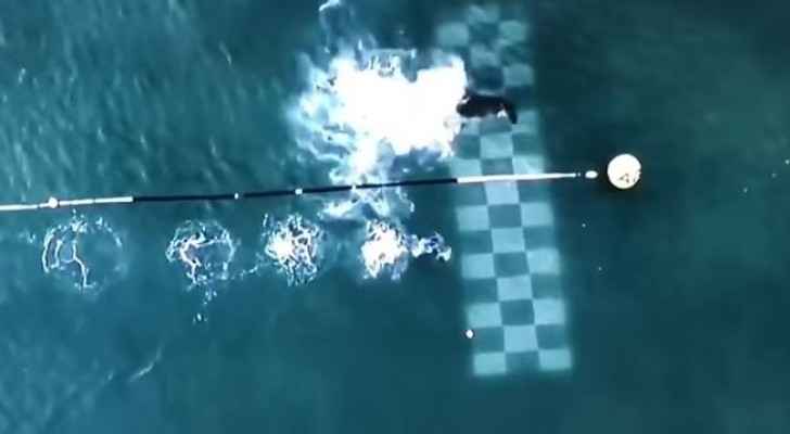 بالفيديو.. سباق مدهش بين سباح عالمي