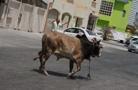 القضاء على 4 ثيران هائجة في