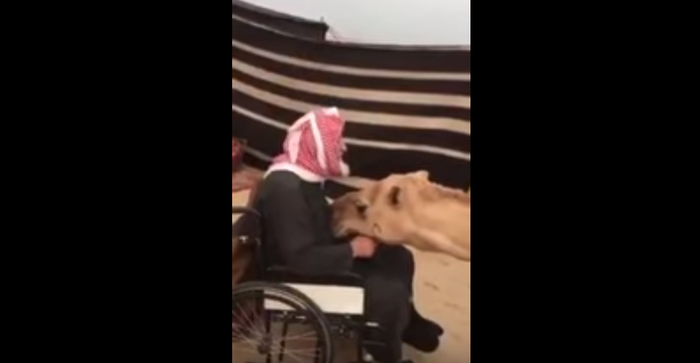 ناقة تعطي درسا في الوفاء للإنسان