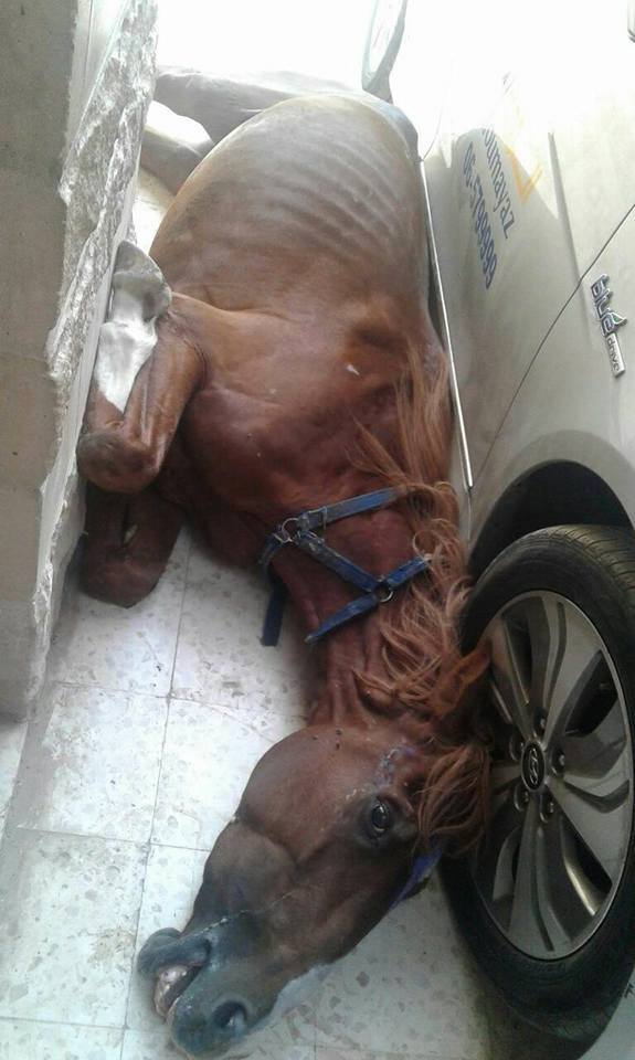 حصان يهاجم منزلا في الرصيفة (صور)