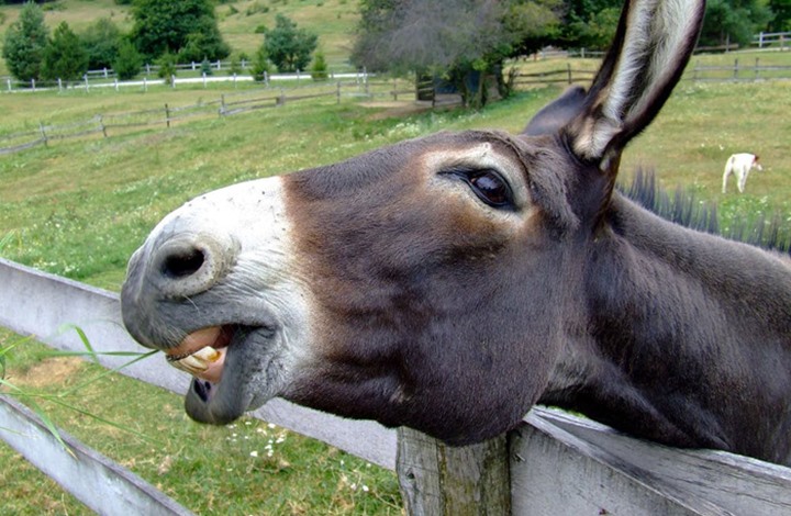 «الحمير» تثير ضجة كبيرة واختلافات داخل